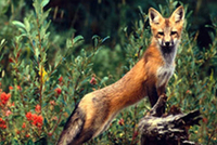 Vulpes vulpes