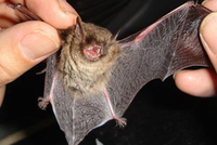 Pipistrellus pipistrellus