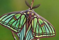 Actias Isabelae