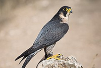 Falco peregrinus