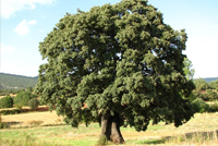 Quercus ilex