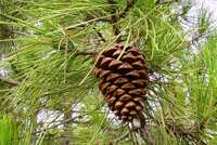 Pinus pinaster