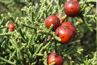 Juniperus phoenicea