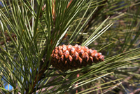 Pinus Nigra