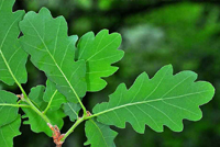 Quercus faginea