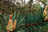 Pinus silvestris