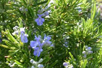 Rosmarinus officinalis