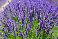 Lavandula angustifolia