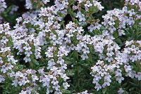 Thymus vulgaris