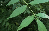 Fraxinus angustifolia