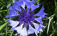 Centaurea cyanus