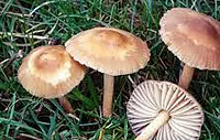 Marasmius oreades