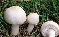 Agaricus arvensis