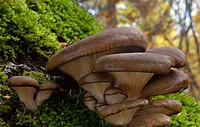 Pleurotus ostreatus