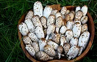 Coprinus comatus