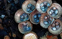 Cyathus novae